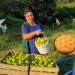 In the village, the grandmother picked tangerines and made a pie